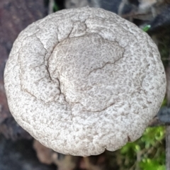 zz agaric (stem; gills white/cream) at Mount Painter - 2 Apr 2021 by drakes