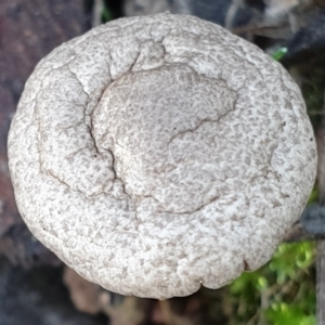 zz agaric (stem; gills white/cream) at Cook, ACT - 3 Apr 2021