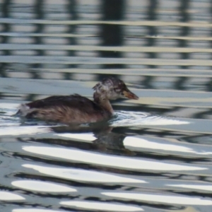 Tachybaptus novaehollandiae at Symonston, ACT - 4 Apr 2021