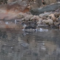 Tachybaptus novaehollandiae at Symonston, ACT - 4 Apr 2021