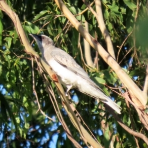 Coracina novaehollandiae at Symonston, ACT - 4 Apr 2021