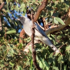 Coracina novaehollandiae at Symonston, ACT - 4 Apr 2021