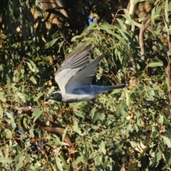 Coracina novaehollandiae at Symonston, ACT - 4 Apr 2021