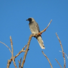 Coracina novaehollandiae at Symonston, ACT - 4 Apr 2021