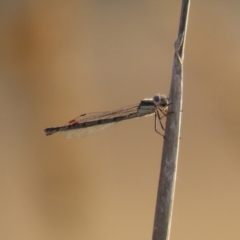 Austrolestes sp. (genus) (Ringtail damselfy) at Symonston, ACT - 4 Apr 2021 by RodDeb