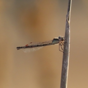 Austrolestes sp. (genus) at Symonston, ACT - 4 Apr 2021