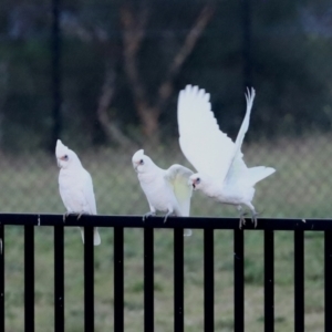 Cacatua sanguinea at Symonston, ACT - 4 Apr 2021