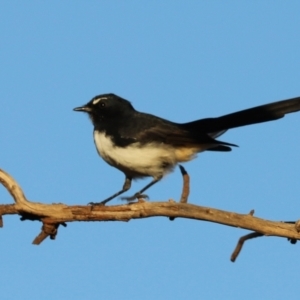 Rhipidura leucophrys at Symonston, ACT - 4 Apr 2021