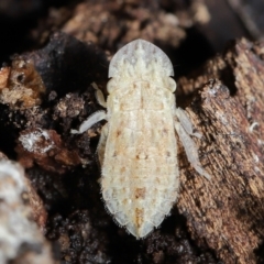 Ledromorpha planirostris (A leafhopper) at Acton, ACT - 2 Apr 2021 by TimL