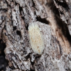 Ledromorpha planirostris at Acton, ACT - 2 Apr 2021 12:38 PM