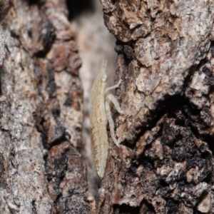 Ledromorpha planirostris at Acton, ACT - 2 Apr 2021