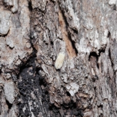 Ledromorpha planirostris at Acton, ACT - 2 Apr 2021 12:38 PM