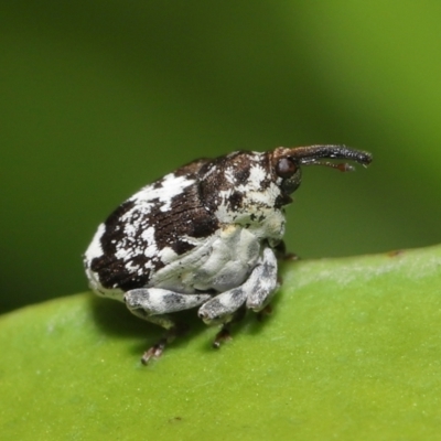 Mogulones larvatus (Paterson's curse crown weevil) at ANBG - 2 Apr 2021 by TimL