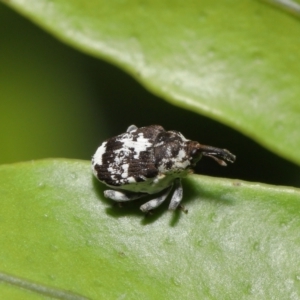 Mogulones larvatus at Downer, ACT - 2 Apr 2021