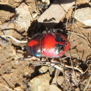 Choerocoris paganus at Cotter River, ACT - 3 Apr 2021 12:20 PM