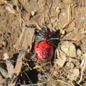 Choerocoris paganus at Cotter River, ACT - 3 Apr 2021 12:20 PM