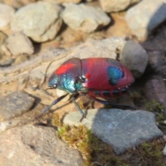 Choerocoris paganus at Cotter River, ACT - 3 Apr 2021 12:20 PM