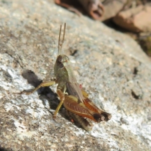 Phaulacridium vittatum at Brindabella, ACT - 3 Apr 2021 12:39 PM