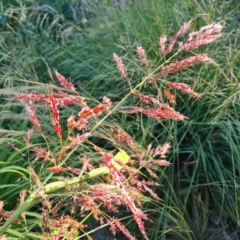 Sorghum halepense (Johnson Grass) at O'Malley, ACT - 5 Apr 2021 by Mike