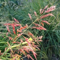 Sorghum halepense (Johnson Grass) at O'Malley, ACT - 4 Apr 2021 by Mike