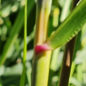 Sorghum halepense at O'Malley, ACT - 5 Apr 2021