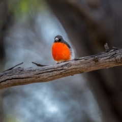 Petroica phoenicea (Flame Robin) at Snowball, NSW - 2 Apr 2021 by trevsci
