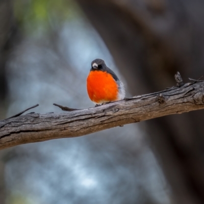 Petroica phoenicea (Flame Robin) at Snowball, NSW - 2 Apr 2021 by trevsci
