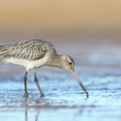Limosa lapponica (Bar-tailed Godwit) at Culburra Beach, NSW - 29 Mar 2021 by Leo