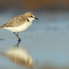 Anarhynchus ruficapillus (Red-capped Plover) at Culburra Beach, NSW - 30 Mar 2021 by Leo