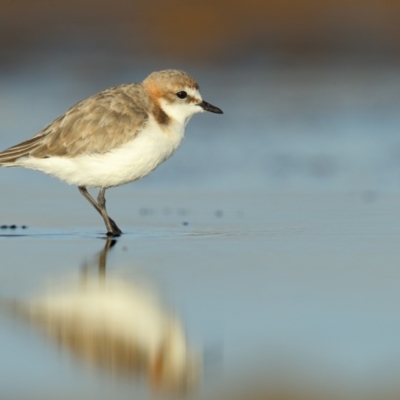 Anarhynchus ruficapillus (Red-capped Plover) at Culburra Beach, NSW - 30 Mar 2021 by Leo