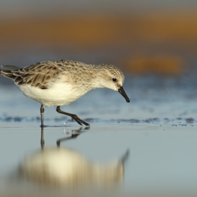 Calidris ruficollis (Red-necked Stint) at Culburra Beach, NSW - 30 Mar 2021 by Leo