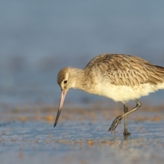 Limosa lapponica (Bar-tailed Godwit) at Culburra Beach, NSW - 30 Mar 2021 by Leo