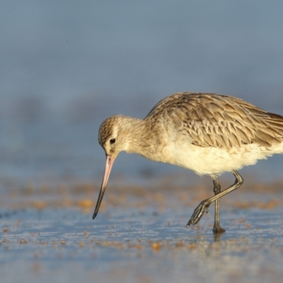 Limosa lapponica (Bar-tailed Godwit) at Culburra Beach, NSW - 30 Mar 2021 by Leo