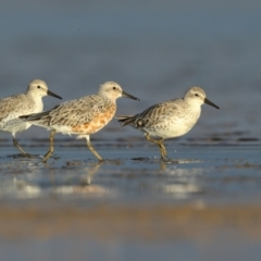 Calidris canutus (Red Knot) at Culburra Beach, NSW - 29 Mar 2021 by Leo