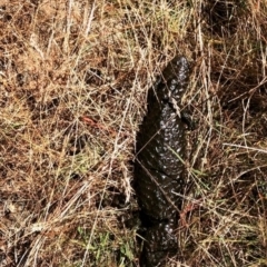 Tiliqua rugosa (Shingleback Lizard) at Forde, ACT - 22 Jan 2021 by oliviastl