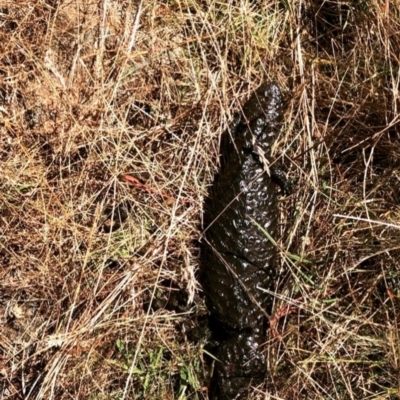 Tiliqua rugosa (Shingleback Lizard) at Forde, ACT - 22 Jan 2021 by oliviastl