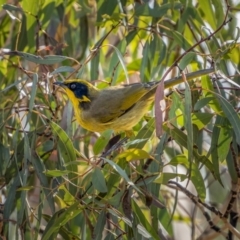 Lichenostomus melanops (Yellow-tufted Honeyeater) at Numeralla, NSW - 2 Apr 2021 by trevsci