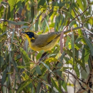 Lichenostomus melanops at Numeralla, NSW - 2 Apr 2021