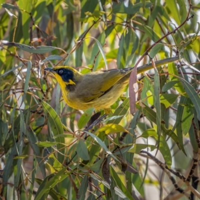 Lichenostomus melanops (Yellow-tufted Honeyeater) at Numeralla, NSW - 2 Apr 2021 by trevsci