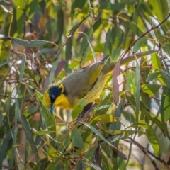 Lichenostomus melanops at Numeralla, NSW - 2 Apr 2021