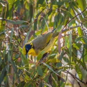 Lichenostomus melanops at Numeralla, NSW - 2 Apr 2021