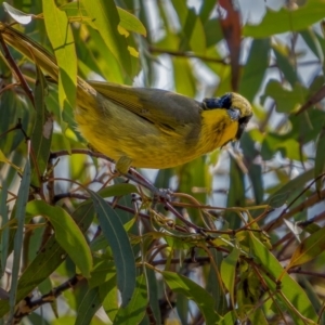 Lichenostomus melanops at Numeralla, NSW - 2 Apr 2021