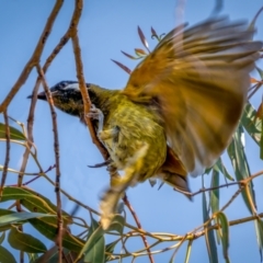 Nesoptilotis leucotis (White-eared Honeyeater) at Numeralla, NSW - 2 Apr 2021 by trevsci