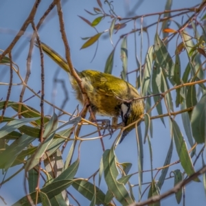 Nesoptilotis leucotis at Numeralla, NSW - 2 Apr 2021