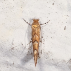 Phyllonorycter messaniella at Melba, ACT - 29 Mar 2021 12:12 AM