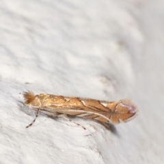 Phyllonorycter messaniella at Melba, ACT - 29 Mar 2021