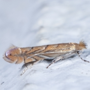 Phyllonorycter messaniella at Melba, ACT - 29 Mar 2021 12:12 AM