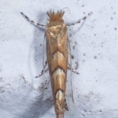 Phyllonorycter messaniella at Melba, ACT - 29 Mar 2021