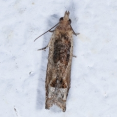 Crocidosema plebejana (Cotton Tipworm Moth) at Melba, ACT - 29 Mar 2021 by kasiaaus
