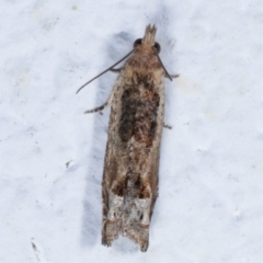 Crocidosema plebejana (Cotton Tipworm Moth) at Melba, ACT - 29 Mar 2021 by kasiaaus